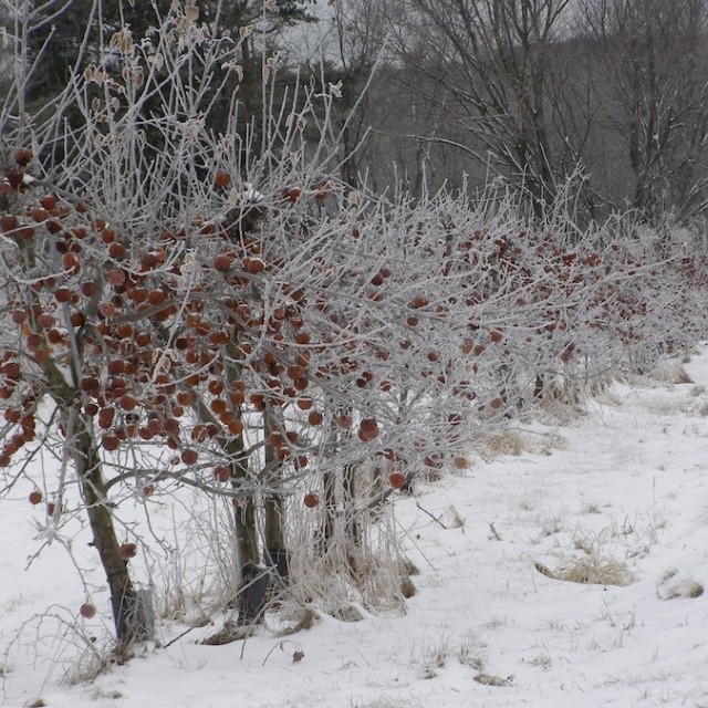 Climate and Phenology 